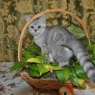 Чем кормить шотландских
