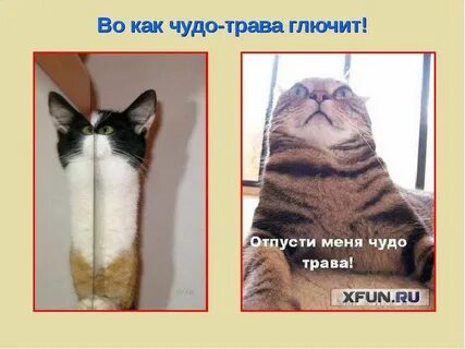 Отпусти трава