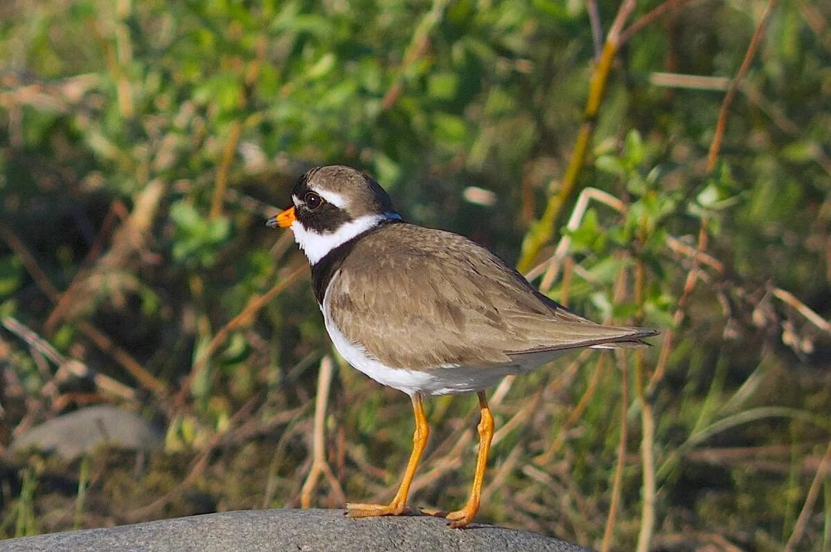 Галстучник обыкновенный. Куличка-галстучника. Птица гальштучник. Зуек галстучник. Зуек галстучник.
