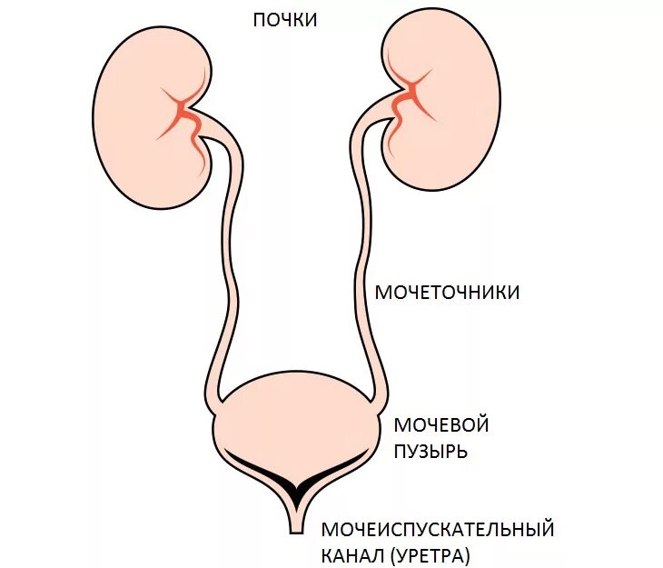 Мочевой пузырь у мужчины форум. Мочеточники и мочевой пузырь анатомия. Почки мочеточники мочевой пузырь. Строение почки мочеточники мочевой пузырь мочеиспускательный канал. Почки мочеточники мочевой пузырь анатомия.