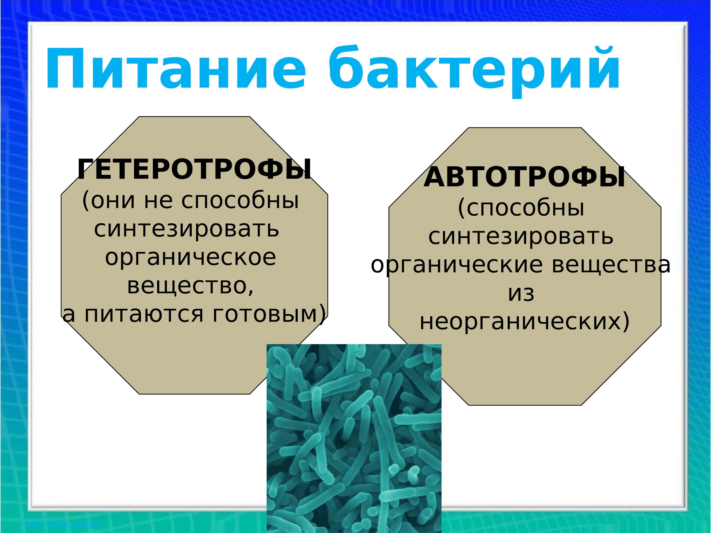 Общая характеристика бактерий 7 класс биология презентация. Общая характеристика бактерий. Общая характеристика микроорганизмов. Основная характеристика бактерий. Основные характеристики бактерий.