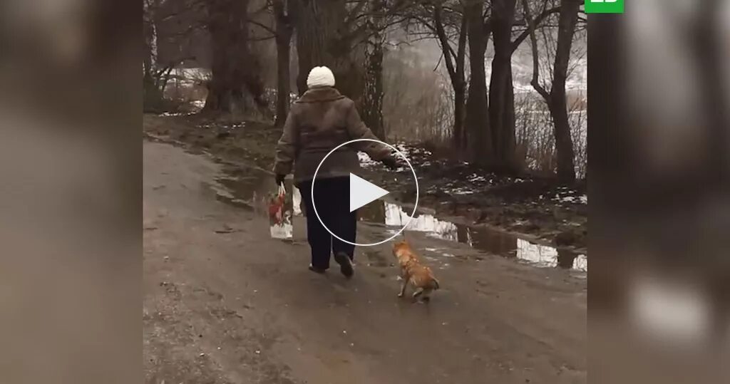 Кота тащат на поводке. Женщина таскавшая котенка на поводке. Женщина волочила собаку видео. Издевательство над кошками. Hello street cat издевательство