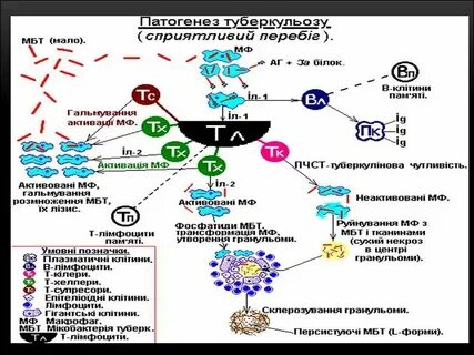 Этиология туберкулеза
