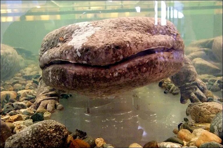 Китайская исполинская саламандра. Китайская исполинская саламандра. Китайская исполинская саламандра (andrias davidianus). Китайская гигантская саламандра. Гигантская исполинская саламандра.