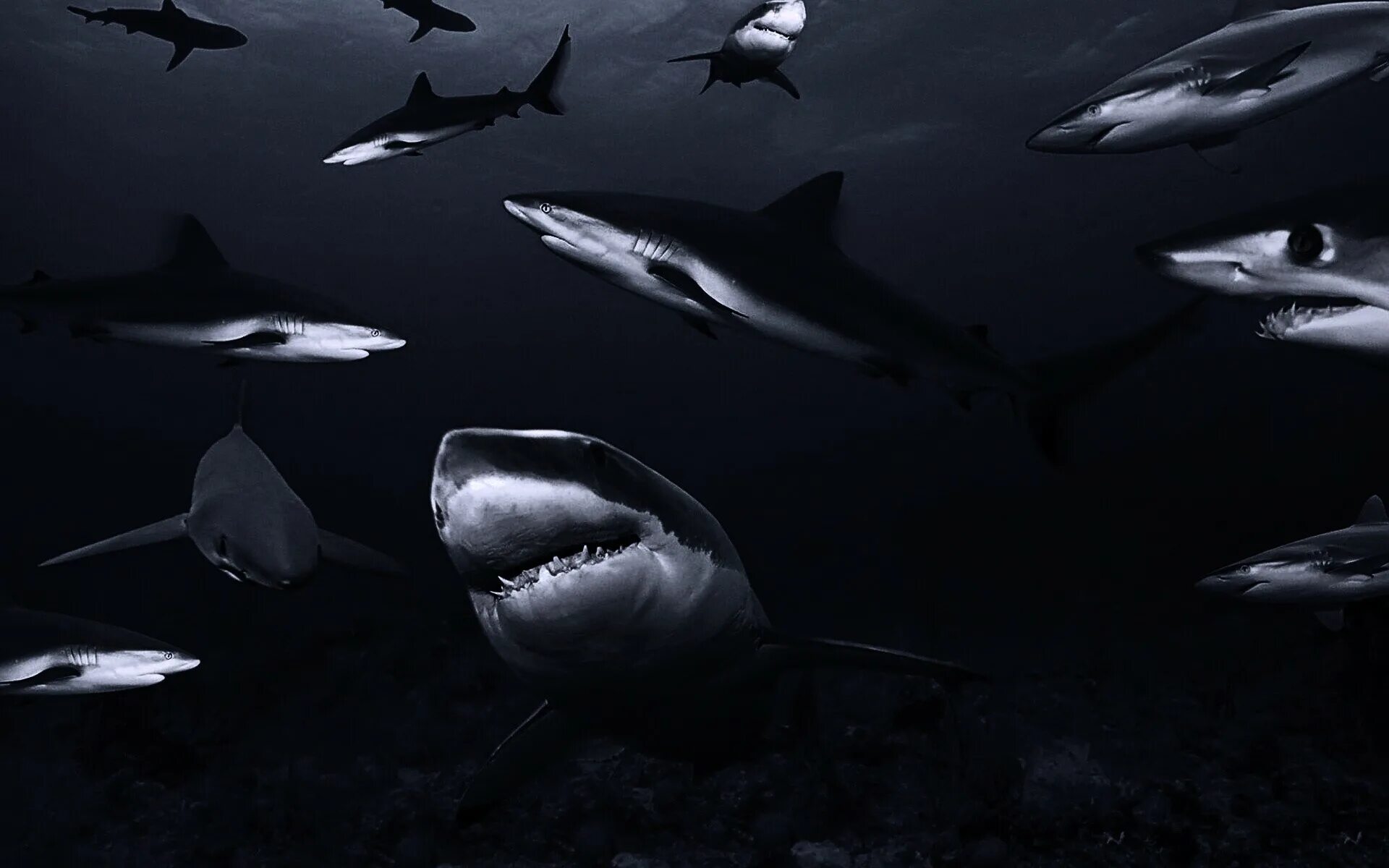 Красивые акулы. Акула обои. Красивые акулы. Большая белая акула. Акула в море.