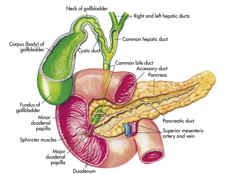 Желчный пузырь сфинктер Одди анатомия. Сфинктер Одди вирсунгов проток. Поджелудочная железа сфинктер Одди. Проекция сфинктера Одди. Сфинктер расположение