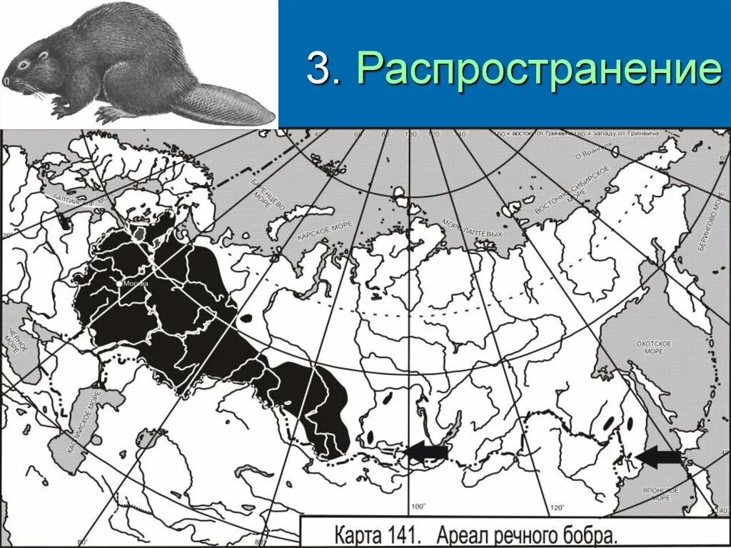 Ареал обитания речного бобра. Ареал обитания бобра в России на карте. Речной Бобр ареал обитания. Ареал речного бобра в России.