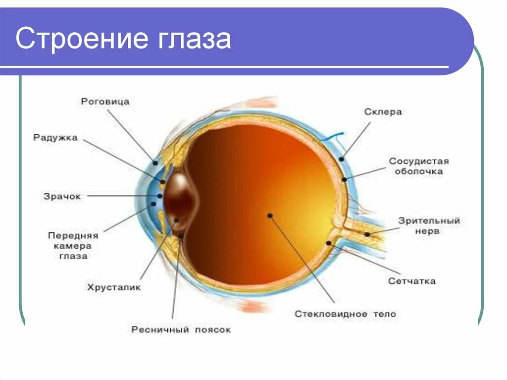 Глаз человека биология 8 класс. Строение глаза. Строение глаза человека схема. Строение строение глаза. Строение глаза человека анатомия.