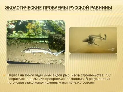 Экологические проблемы русской равнины