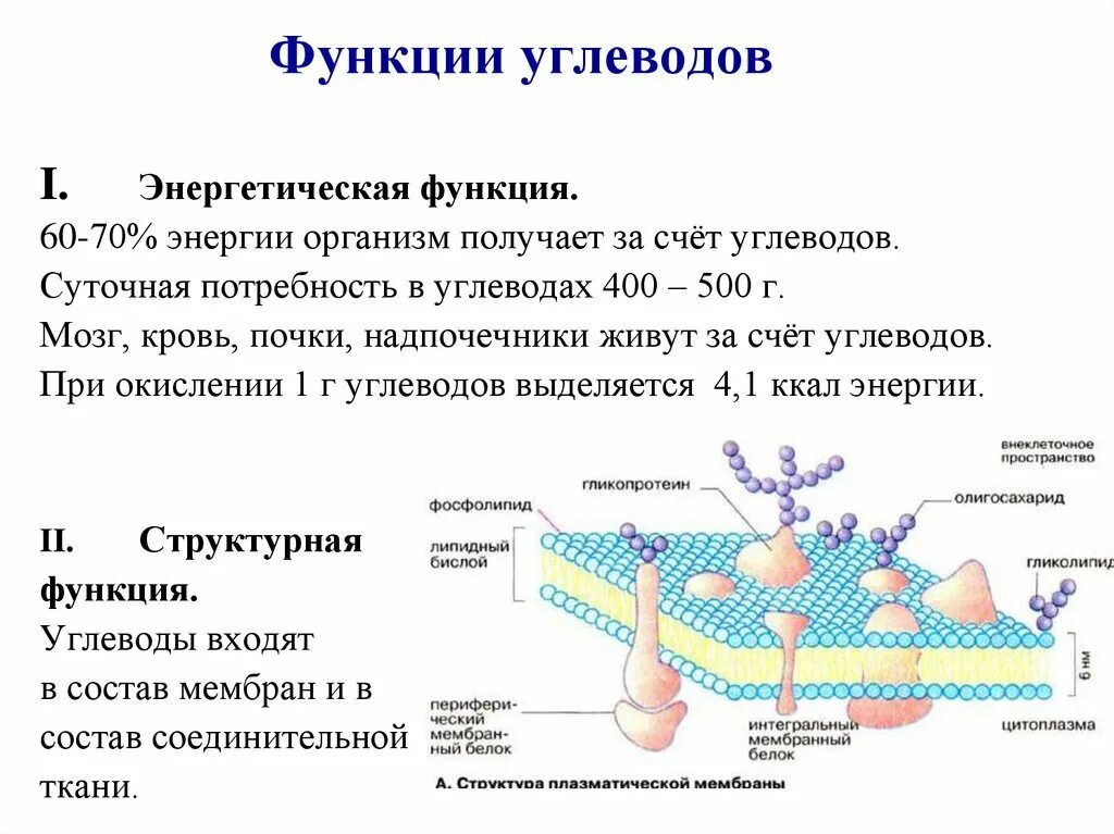 Функция структурная транспортная. Сигнальная функция углеводов. Транспортная функция углеводов. Углеводные функции. Структурная функция углеводов.