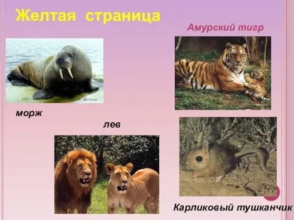 Красная книга желтые страницы животные