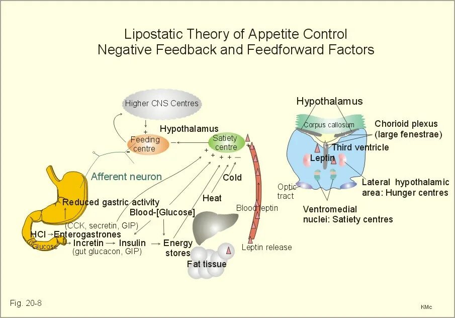 Гипоталамус и голод. Гипоталамус и аппетит. Leptin пища. Ventromedial Nucleus of the hypothalamus. Грелин.