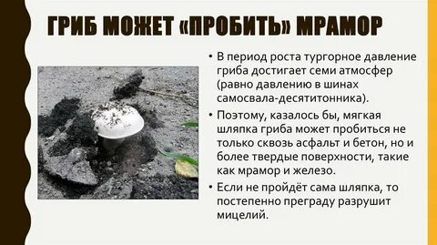 5 интересных фактов грибах