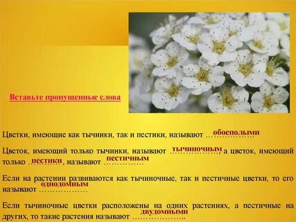 Растения имеющие цветки называют
