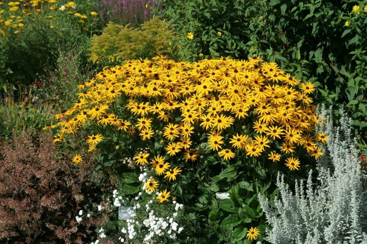 Рудбекия блестящая (Rudbeckia fulgida `Goldsturm`). Рудбекия и золотарник. Гелениум. Клумбы рудбекия гелениум. Рудбекия блестящая