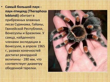 Разрешенный размер паука