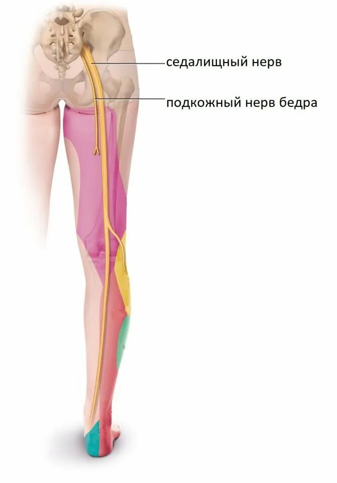 Ишиас седалищного нерва симптомы. Упражнения при защемлении седалищного нерва. Седалищный нерв левая нога. Седалищный нерв. Седалищный нерв задняя поверхность бедра.