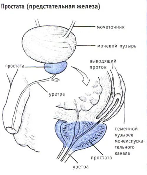 Схема простаты. Предстательная железа у мужчин. Схема предстательной железы. Массаж предстательной железы схема. Схема процесса эякуляции.