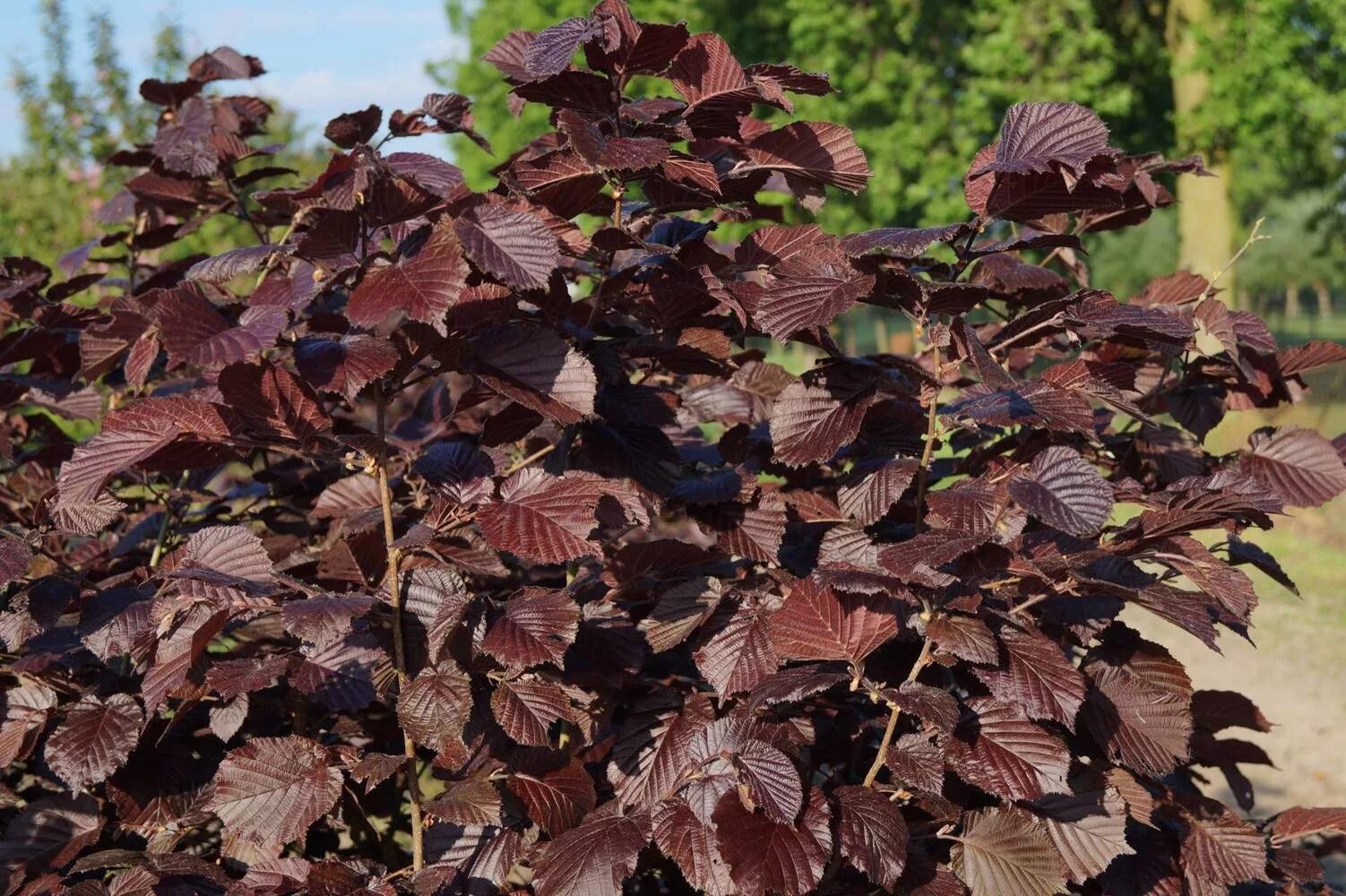 Лещина краснолистная (Corylus Atropurpurea)