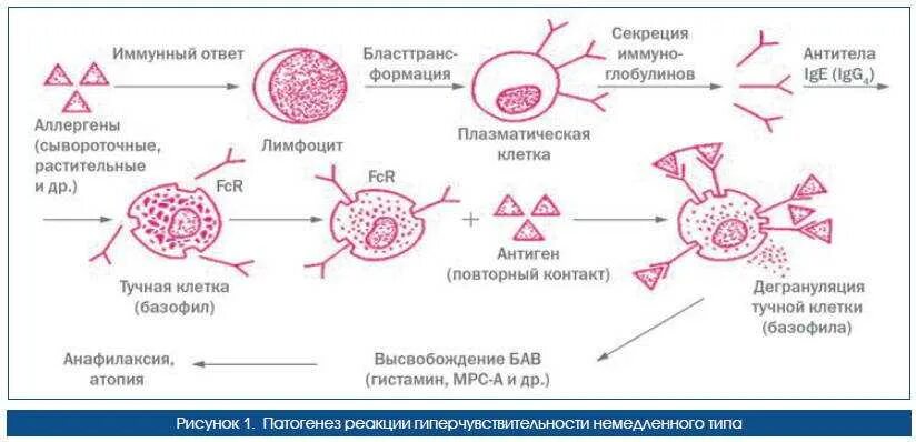 Механизм возникновения аллергической реакции схема. Иммунологическая стадия аллергической реакции. Первичный иммунный ответ при аллергических заболеваниях. Иммунологические механизмы развития аллергических заболеваний.