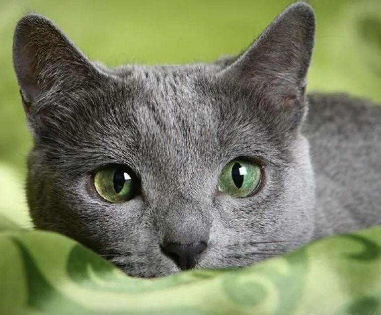 Порода серой кошки с серыми глазами. Сибирский голубая кошка короткошерстная. Картезианская кошка шартрез. Шартрез порода кошек. Скоттиш шартрез.
