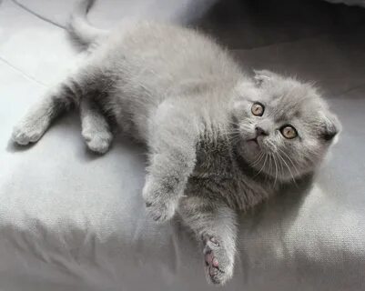 Серый вислоухий котенок