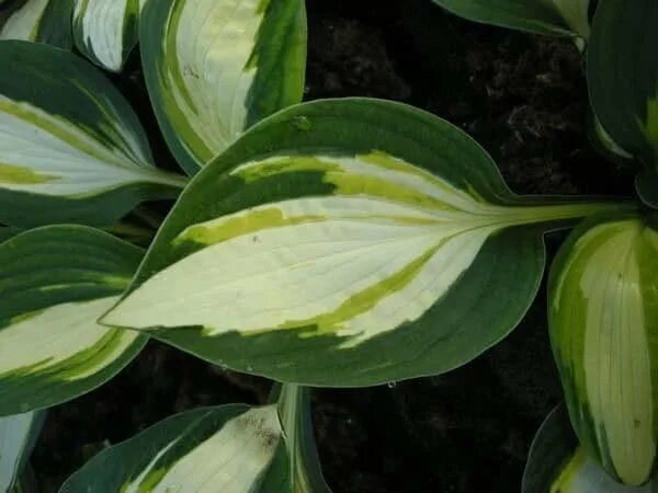 Хоста гибридная колор фестиваль. Хоста колоред халк. Host the colours. Host the colours. Host the colours.