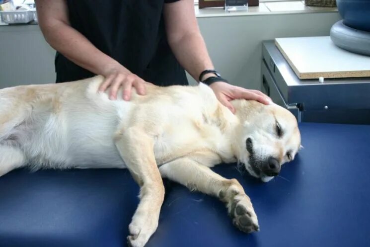 Массаж для собак. Практическое руководство книга. Массаж в ветеринарии. Как делать массаж собаке. Массаж животных ветеринария.