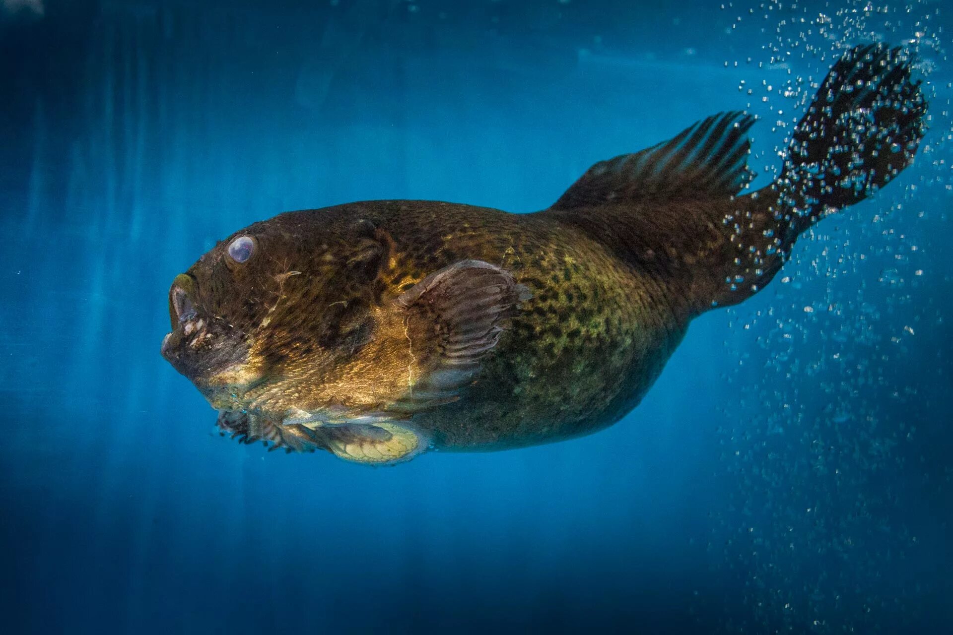 морские жабки. батрахус рыба жаба. лягушки рыбки. лягушка водонос. лягушки рыбки.