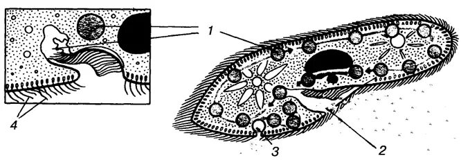 тип питания инфузории туфельки. инфузория туфелька тип питания. питание инфузории туфельки. пищеварительная вакуоль инфузории.