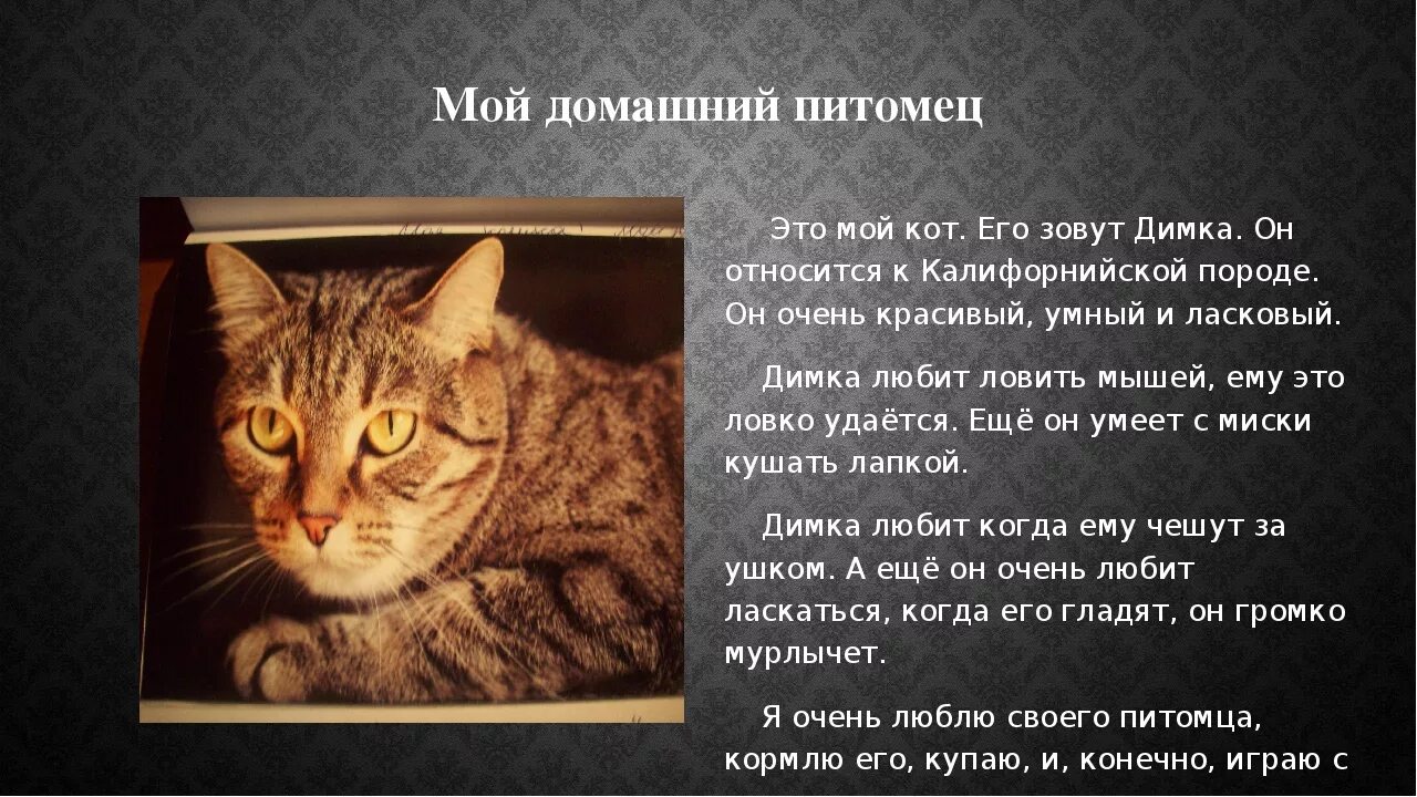 Сочинение описание про кота