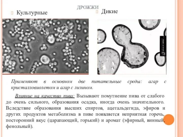 Чем отличается дрожжи. Дрожжи микробиология. Формы клеток дрожжей. Дрожжевые грибы микробиология. Культурные дрожжи.