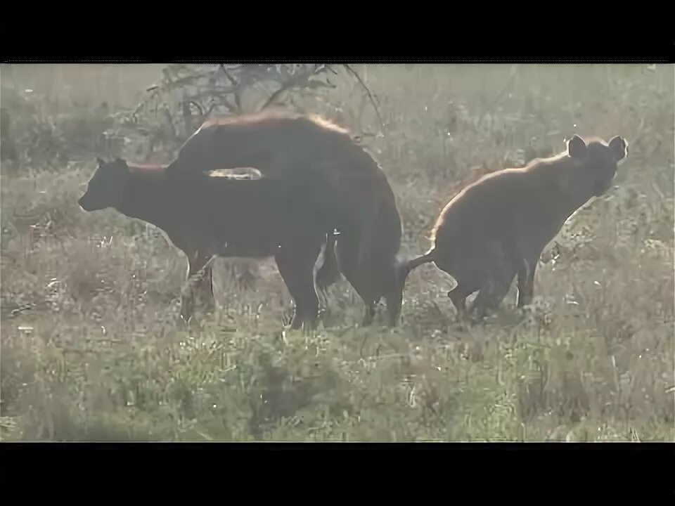 Как рожают гиены. Пятнистая гиена псевдопенис.