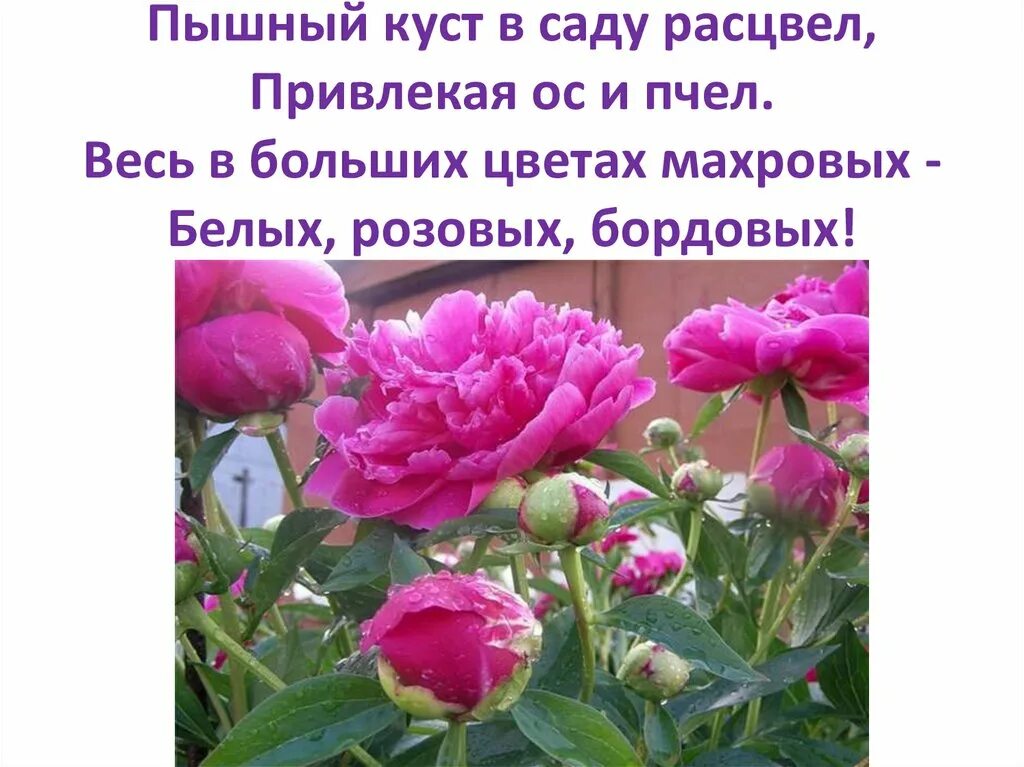 Чтобы был пышный куст. Чтобы был пышный куст