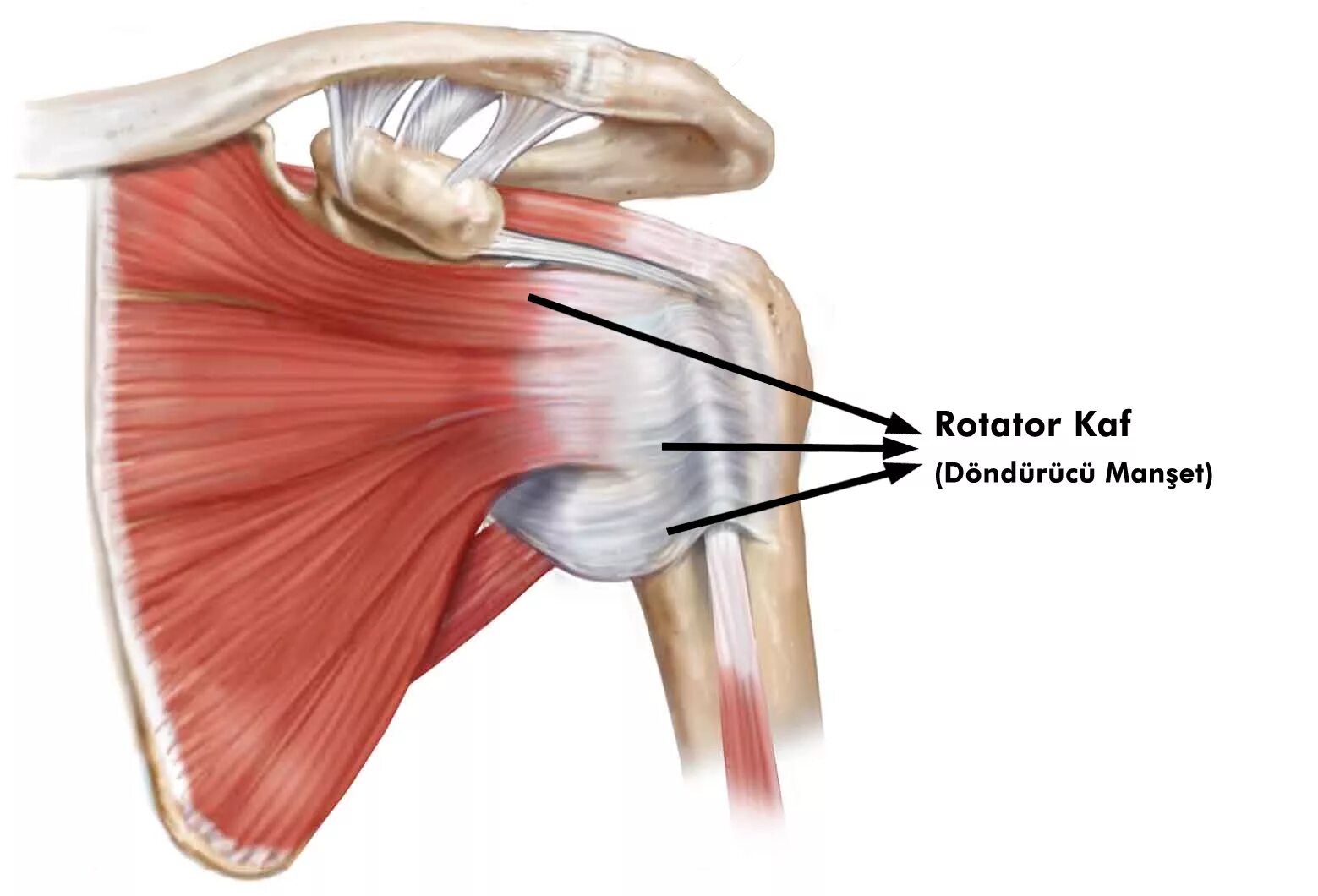 Мышцы ротаторной манжеты плечевого сустава. Ротаторная манжета плеча. Ротаторная манжета анатомия. Повреждение ротаторная манжета. Повреждения правого плечевого сустава