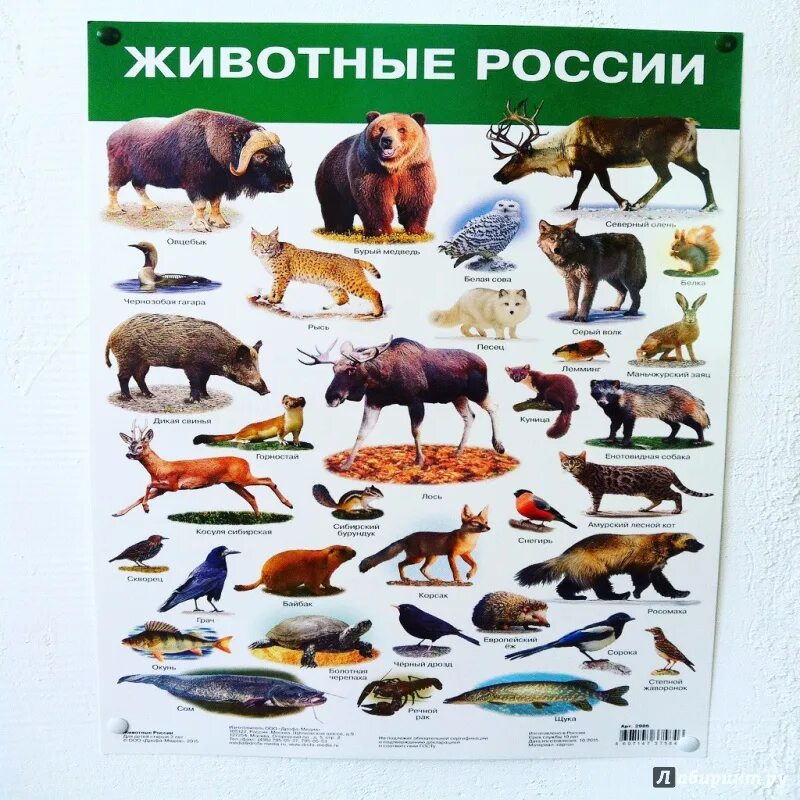 Животные России. Обитатели России. Животные в России с названиями. Животные России для детей. Какие звери находятся