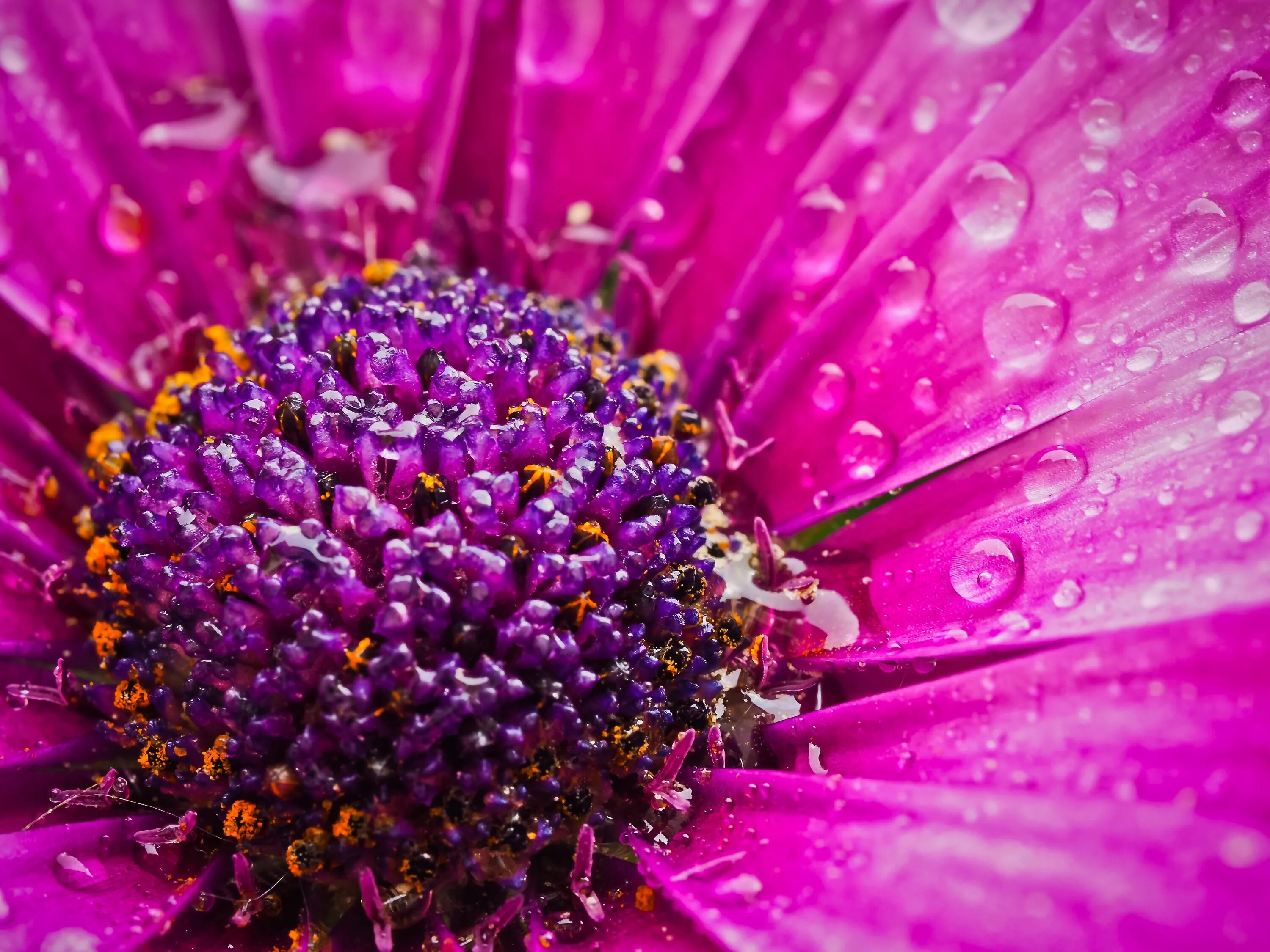 Фиолетовый близко. Пурпурные цветы. Фиолетовый близко. Фиолетовый пурпл. Лаванда анемона.