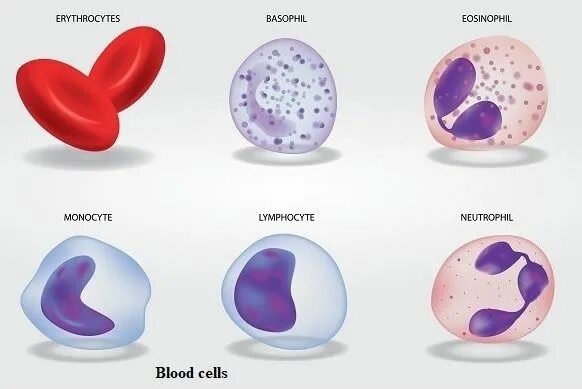 Different cells. Types of cells. types of human cells. types of cells in human. виды cells.
