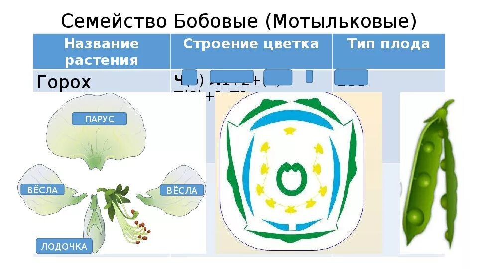 Какую формулу цветка имеют бобовые. Диаграмма семейства мотыльковых. Формула цветка бобовые Мотыльковые. Семейство Мотыльковые диаграмма цветка. Семейство бобовые диаграмма цветка.