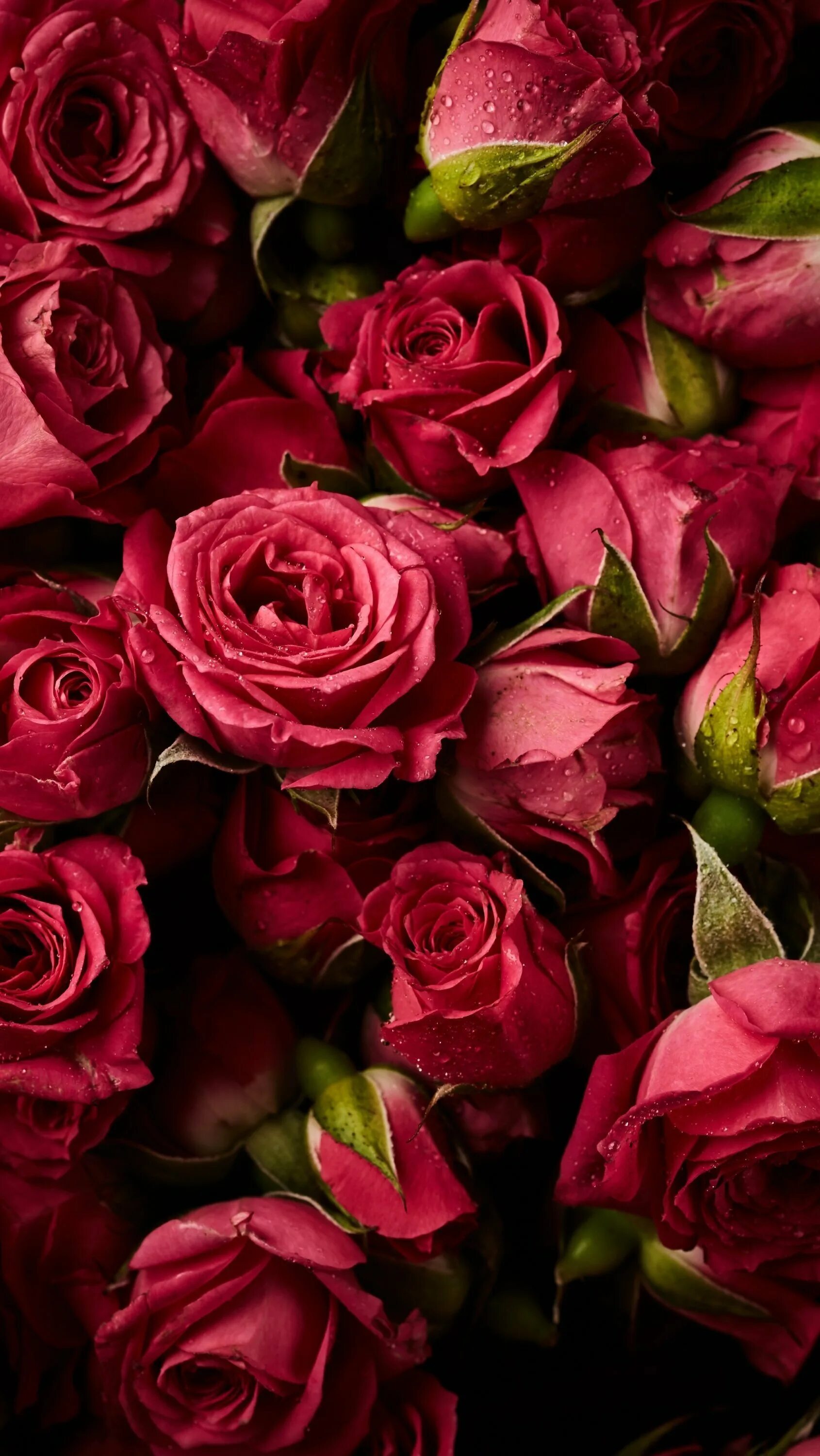 Розы на телефон вертикальные. Шикарные цветы. Красивые розы. Шикарные красные розы.