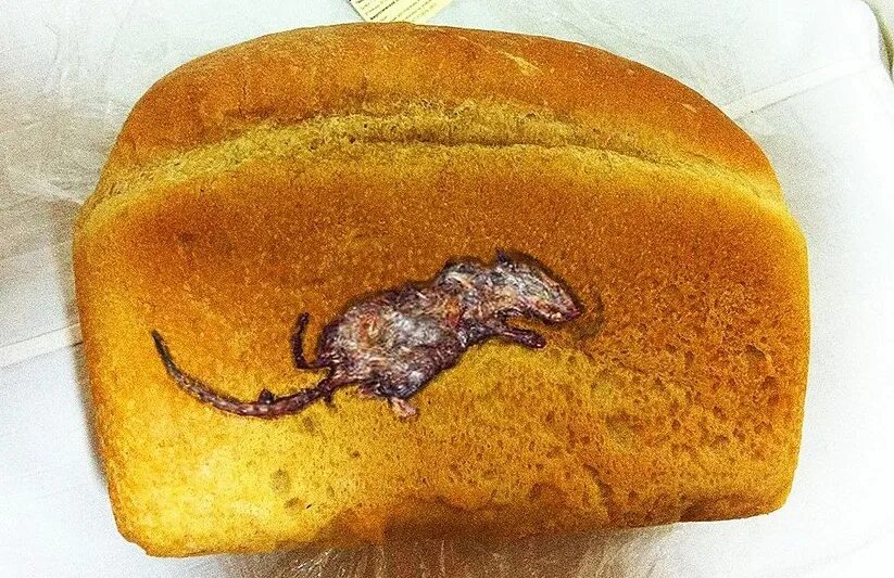 Жить без яиц. Вещи в хлебе. Мышиные какашки в хлебе.