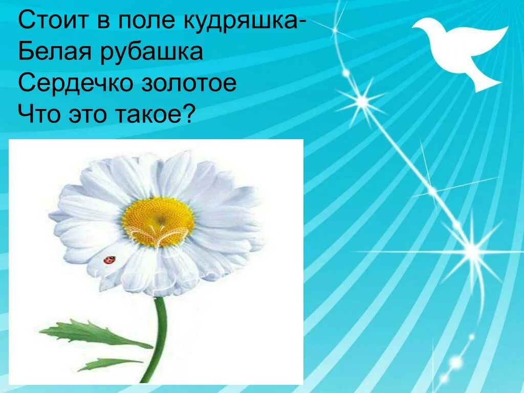 Кудряшка белая рубашка. Стоит кудряшка белая рубашка сердечко золотое что это такое. стоит в поле кудряшка белая рубашка сердечко. стоит в поле кудряшка белая рубашка сердечко золотое что это такое. стоит в поле кудряшка.