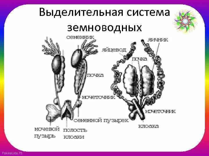 Функции выделительной системы у земноводных. Класс земноводные выделительная система. земноводные амфибии выделительная система. строение выделительной системы лягушки. строение выделительной системы амфибий.