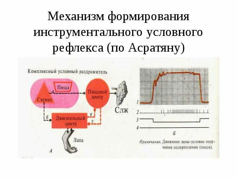 Схема формирования условного рефлекса. Схема инструментального условного рефлекса. механизм образования условного рефлекса схема. схему образования условного рефлекса по и.п. павлову. механизм формирования условного рефлекса схема.