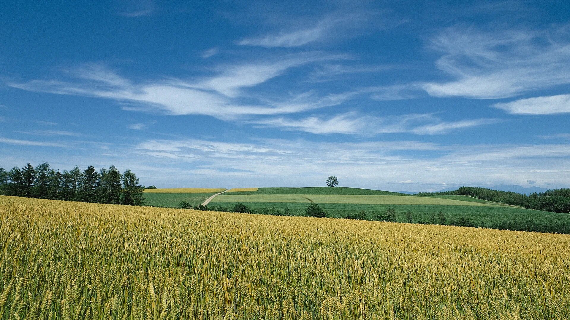 Поле с пшеницей Белгород. Бескрайние поля Беларуси. Природа поле. Поле и небо.