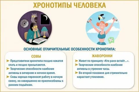 Хронотип