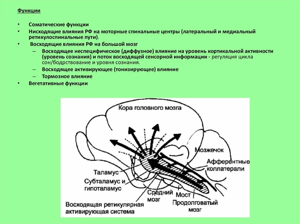 Соматические функции. Сенсорные и моторные функции. Функции нисходящих моторных систем. Нисходящие моторные системы.