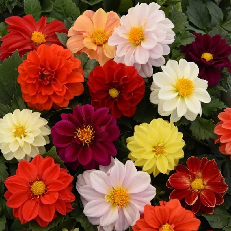 Георгины из семян фото. Георгины однолетние низкорослые. dahlia variabilis.