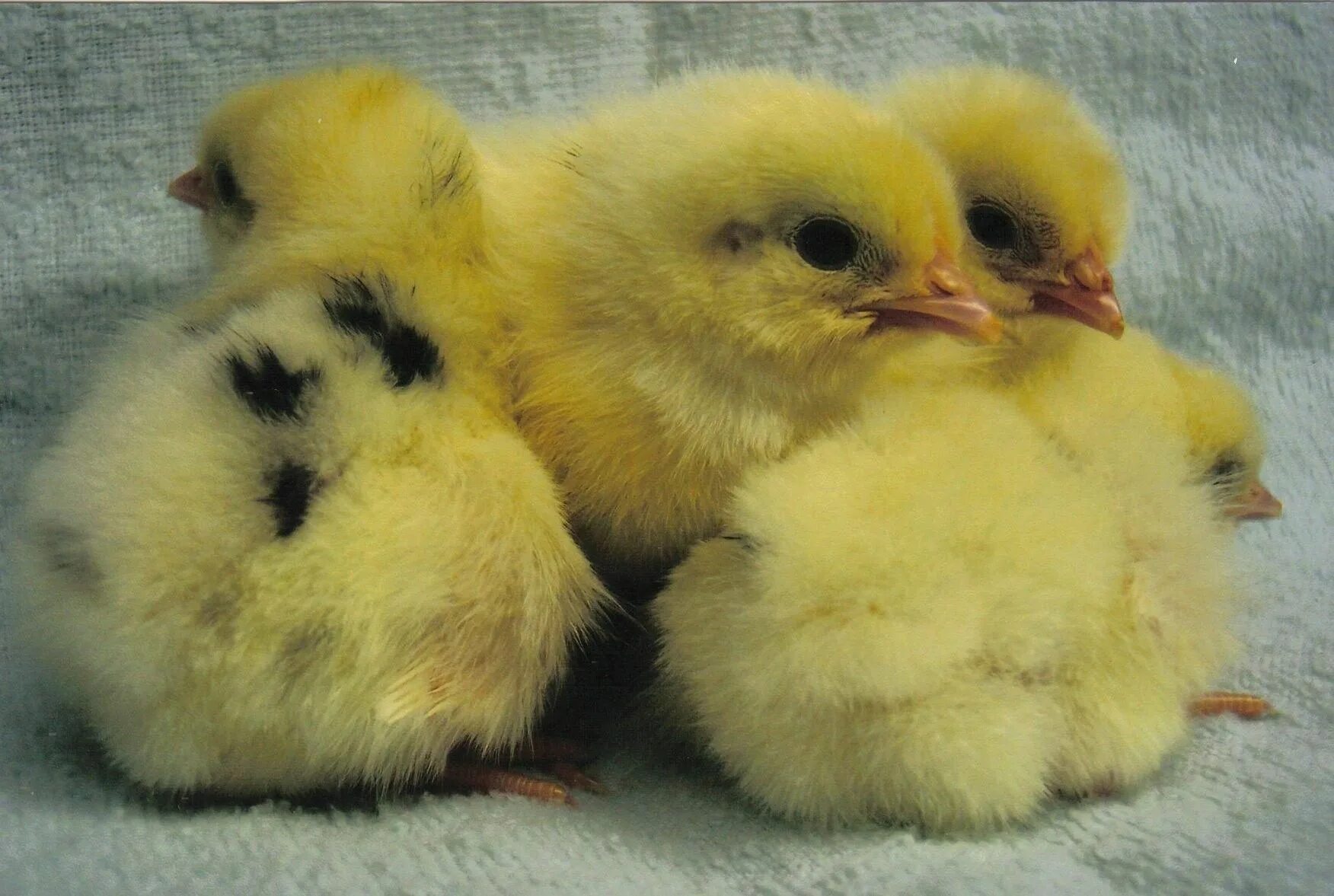 К чему снится цыпленок желтый. Желтый цыпленок. Цыпленок с пятнышком. Цыпленок желтенький. Птенец желтый.