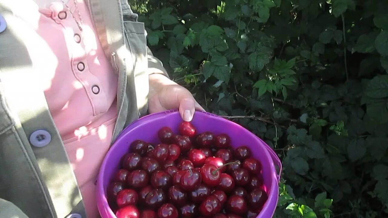 Черешни черноземья. Смородина Вишневая. Прививка смородины на вишню. Смородина привитая на вишню. Вишня Шоколадница.